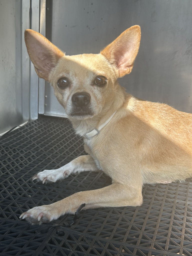 Shelter Stray Male Dog last seen Apt B,6912 Carver Avenue, AUSTIN, TX, 78752, 7201 Levander Loop bldg a, Austin, TX 78702, USA