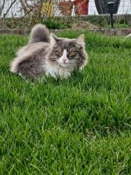 Lost Male Cat last seen Deer Creek/hey 231, Valley, WA 99181