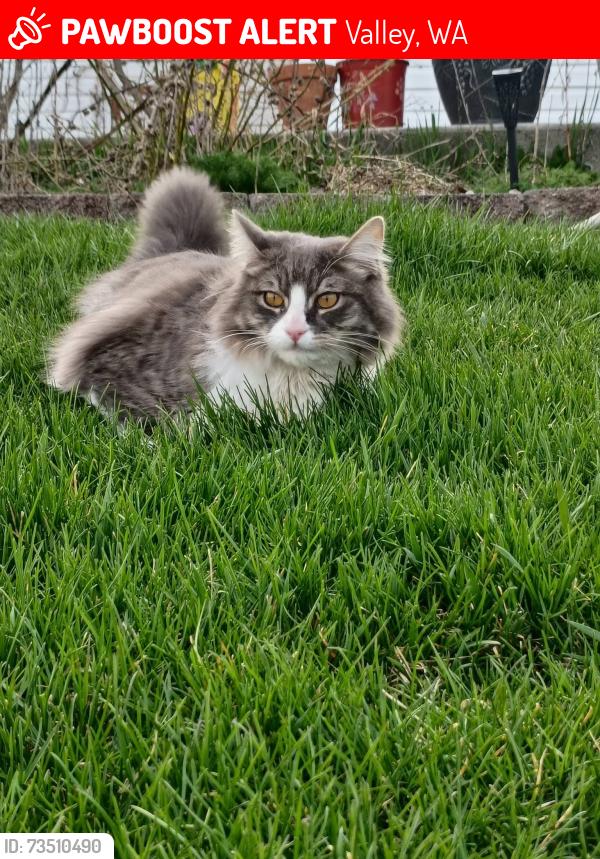 Lost Male Cat last seen Deer Creek/hey 231, Valley, WA 99181