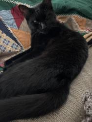 Found/Stray Female Cat last seen Dundas st at Seaton St, Toronto, ON M5A 2T3