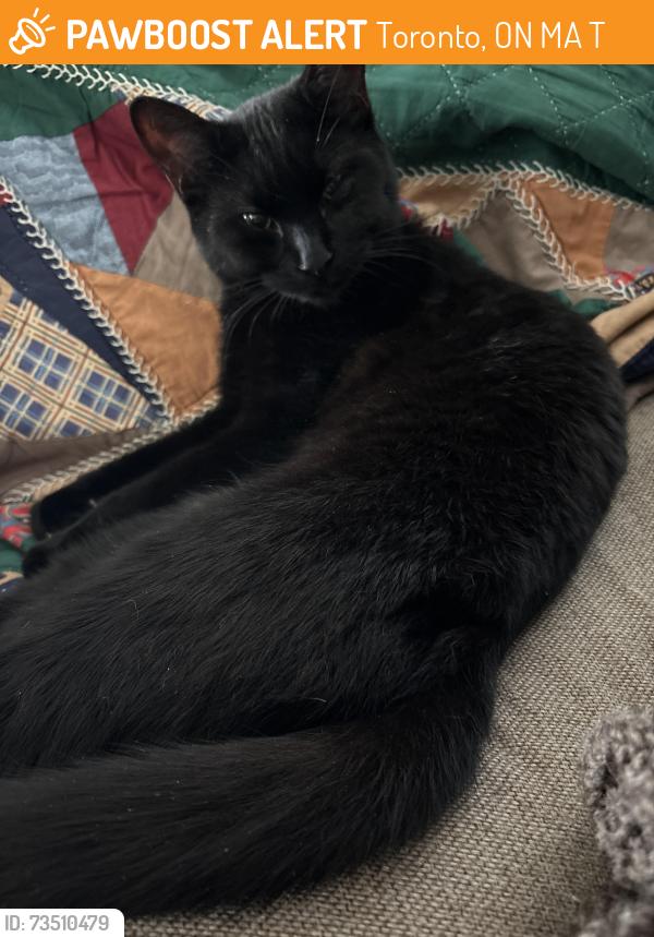 Found/Stray Female Cat last seen Dundas st at Seaton St, Toronto, ON M5A 2T3