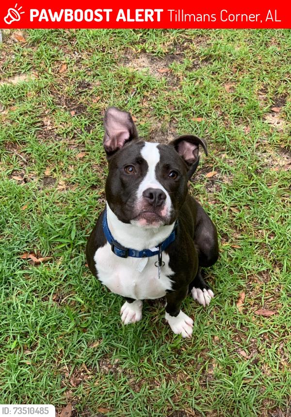 Lost Male Dog last seen Near Notch Rd. By dreamland skating ring., Tillmans Corner, AL 36619