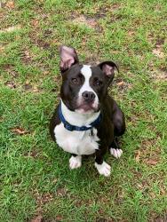 Lost Male Dog last seen Near Notch Rd. By dreamland skating ring., Tillmans Corner, AL 36619