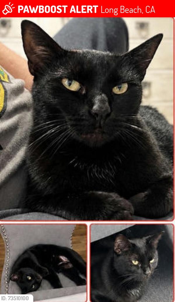 Lost Female Cat last seen Stearns Ave & Lakewood Blvd, Long Beach, CA 90815