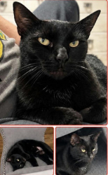 Lost Female Cat last seen Stearns Ave & Lakewood Blvd, Long Beach, CA 90815