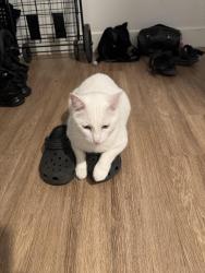 Reunited Male Cat last seen Walters 303 pizza and Uptown Square apmts, Denver, CO 80203