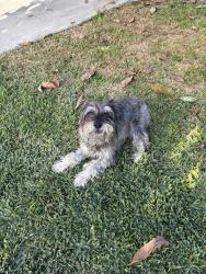 Reunited Male Dog last seen Lambert rd, La Habra, CA 90631