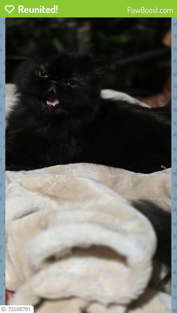 Reunited Female Cat last seen Piedmont Dr, Raleigh, NC 27604