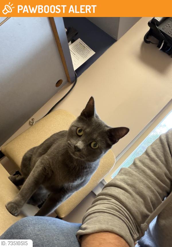 Found/Stray Male Cat last seen Henry and Green, Warminster Township, PA 18974