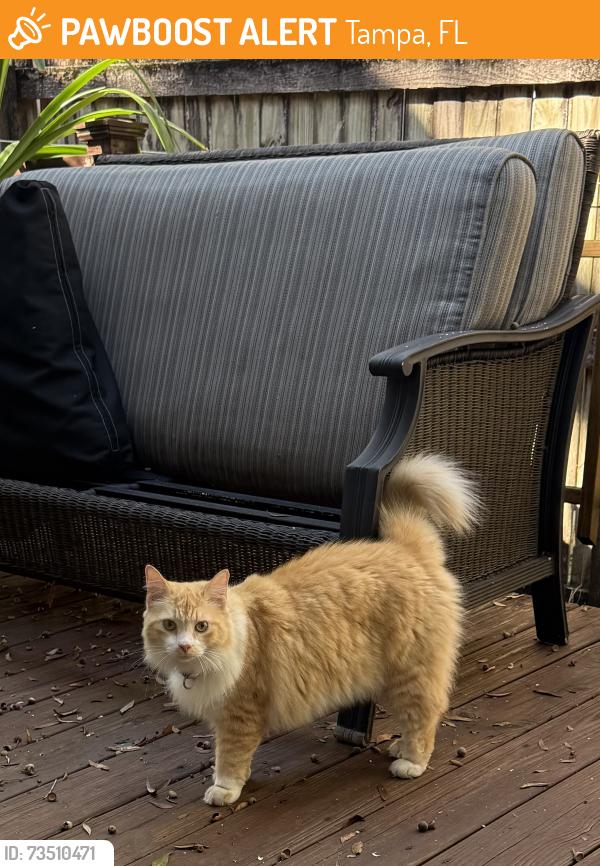 Found/Stray Unknown Cat last seen East Henry Ave and 9th St, Tampa, FL 33604