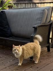 Found/Stray Unknown Cat last seen East Henry Ave and 9th St, Tampa, FL 33604