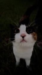 Found/Stray Female Cat last seen Front yard, Fort Bend County, TX 77083