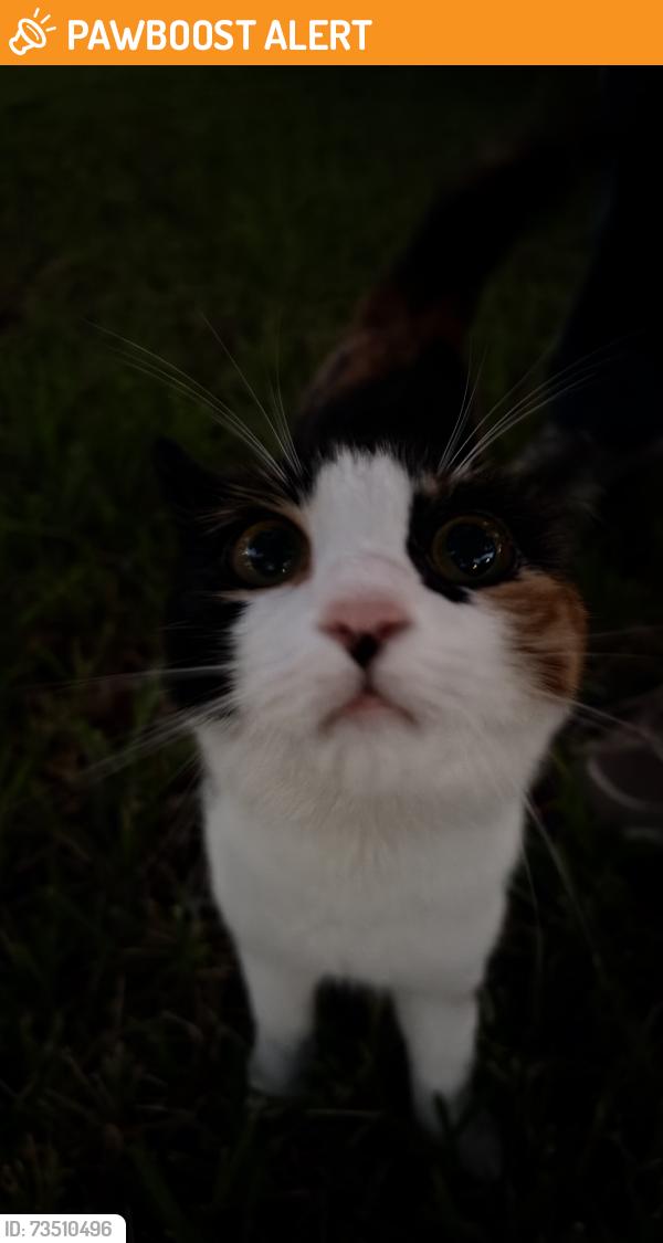 Found/Stray Female Cat last seen Front yard, Fort Bend County, TX 77083