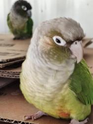 Lost Female Bird last seen Spruce Street, Cheswick, PA 15024