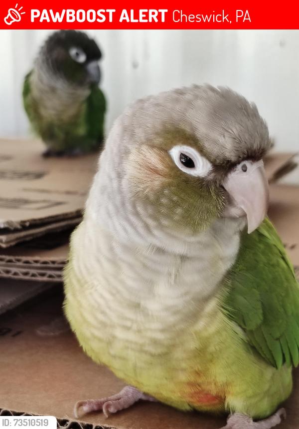 Lost Female Bird last seen Spruce Street, Cheswick, PA 15024