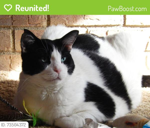 Reunited Male Cat last seen 42nd Ave N & Lakeland Ave N, Robbinsdale, MN 55422