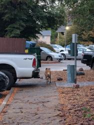 Found/Stray Unknown Dog last seen Headed towards the back of the pier apmts parking lot, Fort Collins, CO 80525