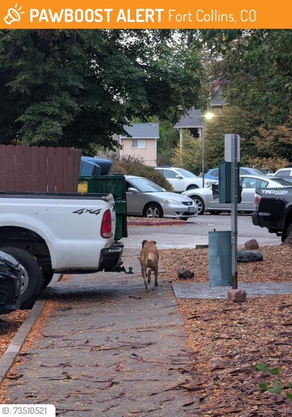 Found/Stray Unknown Dog last seen Headed towards the back of the pier apmts parking lot, Fort Collins, CO 80525
