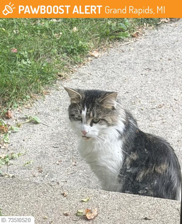 Found/Stray Unknown Cat last seen Lewison & Page, Grand Rapids, MI 49505