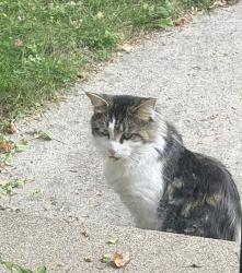 Found/Stray Unknown Cat last seen Lewison & Page, Grand Rapids, MI 49505