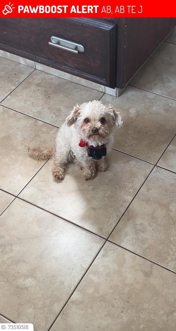 Lost Male Dog last seen Near range road 264 RedDeer county, Red Deer County, AB 