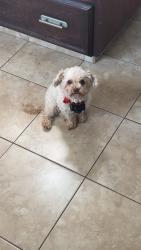 Lost Male Dog last seen Near range road 264 RedDeer county, Red Deer County, AB 