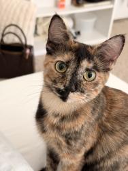 Reunited Female Cat last seen Near Briana Marie Way, Indian Trail, NC 28079, USA, Indian Trail, NC 28079
