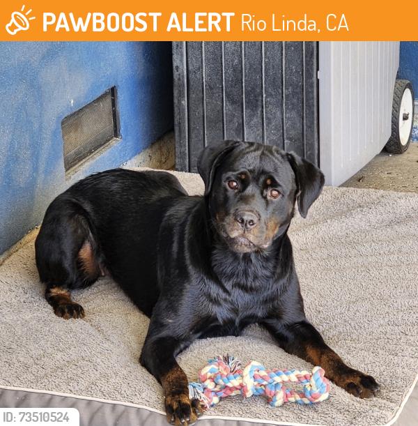 Found/Stray Unknown Dog last seen Elkhorn and rio linda blvd, Rio Linda, CA 95673