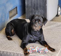 Found/Stray Unknown Dog last seen Elkhorn and rio linda blvd, Rio Linda, CA 95673