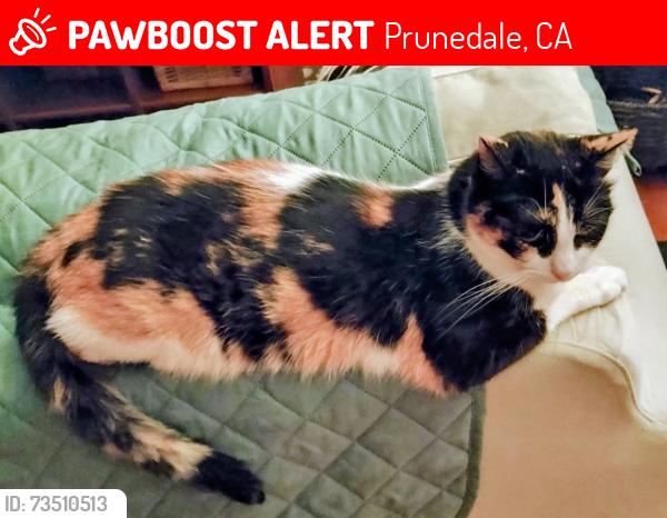 Lost Female Cat last seen Lavender Lane, Prunedale, CA 93907