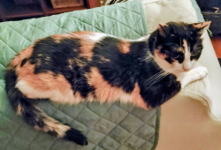 Lost Female Cat last seen Lavender Lane, Prunedale, CA 93907