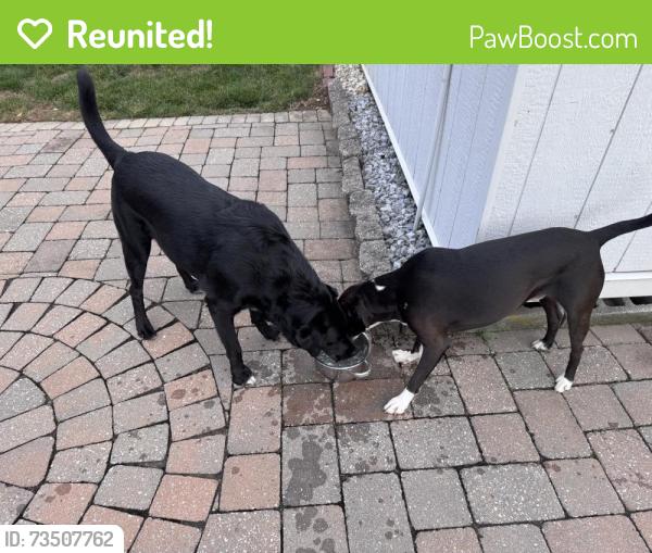 Reunited Male Dog last seen Halsey Ave and Hillvale, West Lawn PA, West Wyomissing, PA 19609