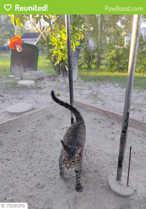 Reunited Female Cat last seen Oak run golf club, Ocala, FL 34481