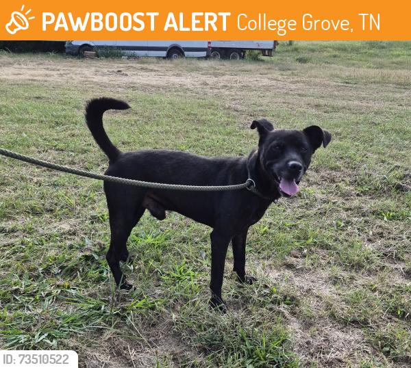 Found/Stray Male Dog last seen Murfreesboro Road, College Grove, TN 37046