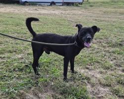 Found/Stray Male Dog last seen Murfreesboro Road, College Grove, TN 37046