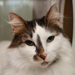 Shelter Stray Female Cat last seen , 3173 K-68 Hwy, Ottawa, KS 66067, USA
