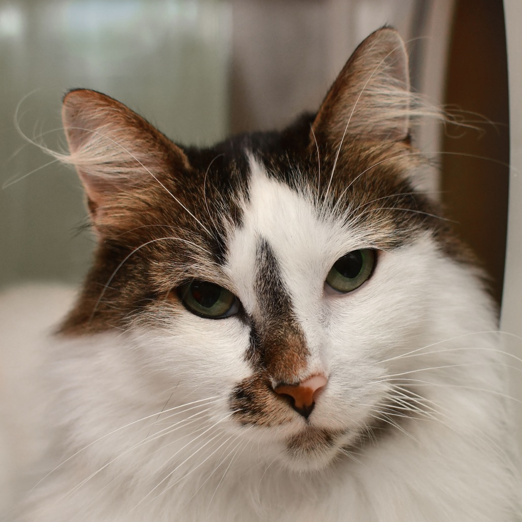 Shelter Stray Female Cat last seen , 3173 K-68 Hwy, Ottawa, KS 66067, USA