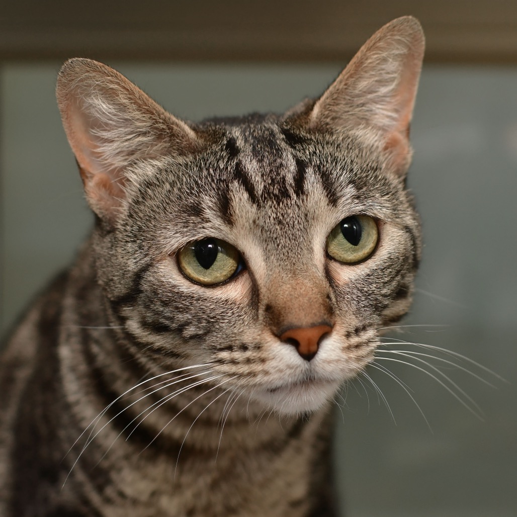 Shelter Stray Female Cat last seen , 3173 K-68 Hwy, Ottawa, KS 66067, USA