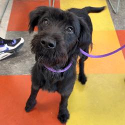 Shelter Stray Female Dog last seen , Animal Care & Control Team of Philly, 111 W Hunting Park Ave, Philadelphia, PA 19140, USA
