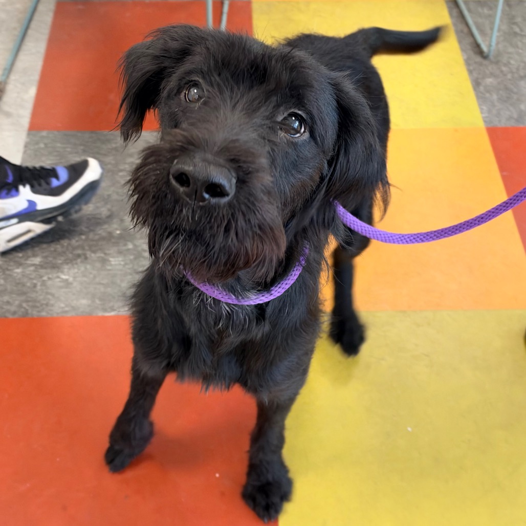 Shelter Stray Female Dog last seen , Animal Care & Control Team of Philly, 111 W Hunting Park Ave, Philadelphia, PA 19140, USA