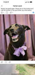 Lost Female Dog last seen Evergreen St between Oatfield and Briggs, Milwaukie, OR 97222
