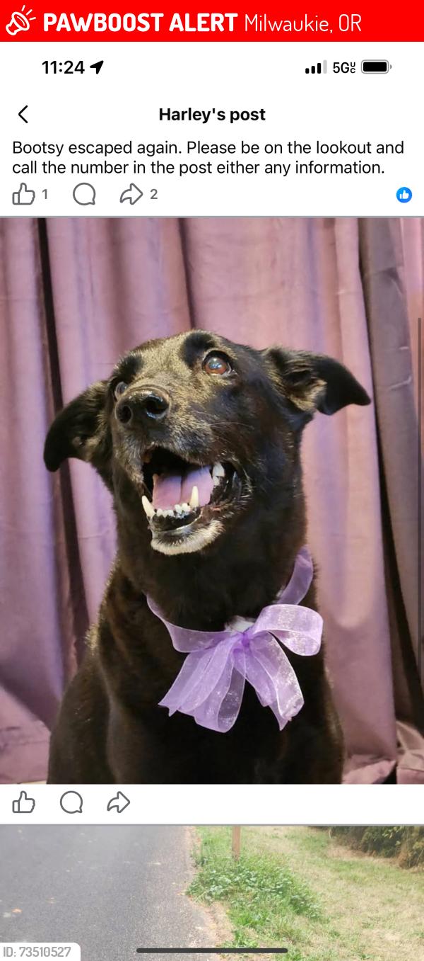 Lost Female Dog last seen Evergreen St between Oatfield and Briggs, Milwaukie, OR 97222