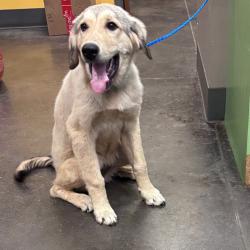 Shelter Stray Female Dog last seen , 3428 S Jenkins Ave, Norman, OK 73072, USA