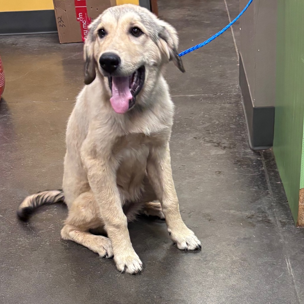 Shelter Stray Female Dog last seen , 3428 S Jenkins Ave, Norman, OK 73072, USA