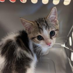 Shelter Stray Male Cat last seen , 2350 Appling City Cove, Memphis, TN 38133, USA