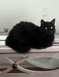 Reunited Female Cat last seen North tropic lane, Vero Beach, FL 32960