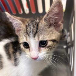 Shelter Stray Male Cat last seen , 2350 Appling City Cove, Memphis, TN 38133, USA