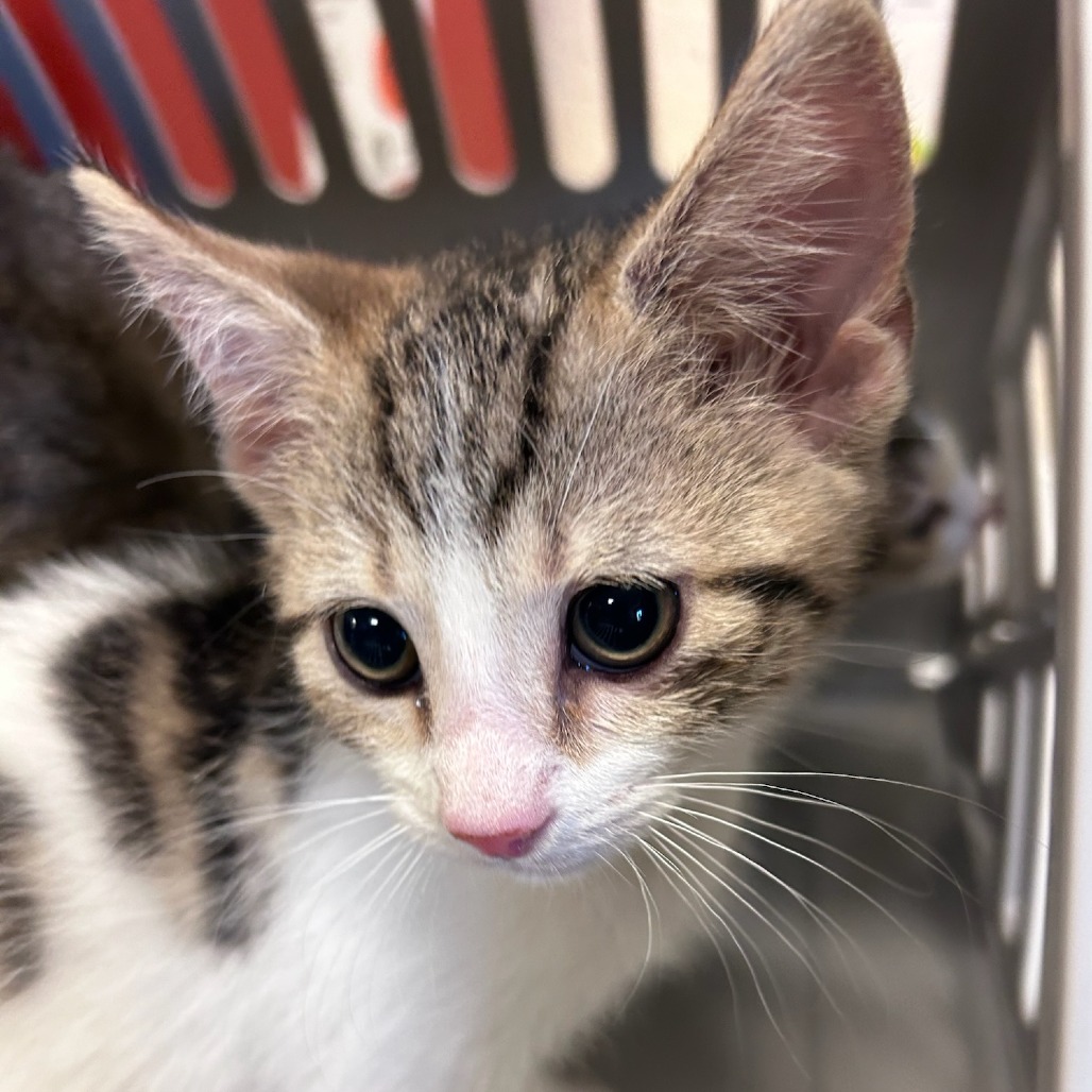 Shelter Stray Male Cat last seen , 2350 Appling City Cove, Memphis, TN 38133, USA