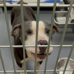 Shelter Stray Male Dog last seen , 2350 Appling City Cove, Memphis, TN 38133, USA