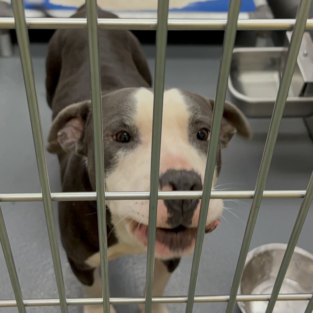Shelter Stray Male Dog last seen , 2350 Appling City Cove, Memphis, TN 38133, USA